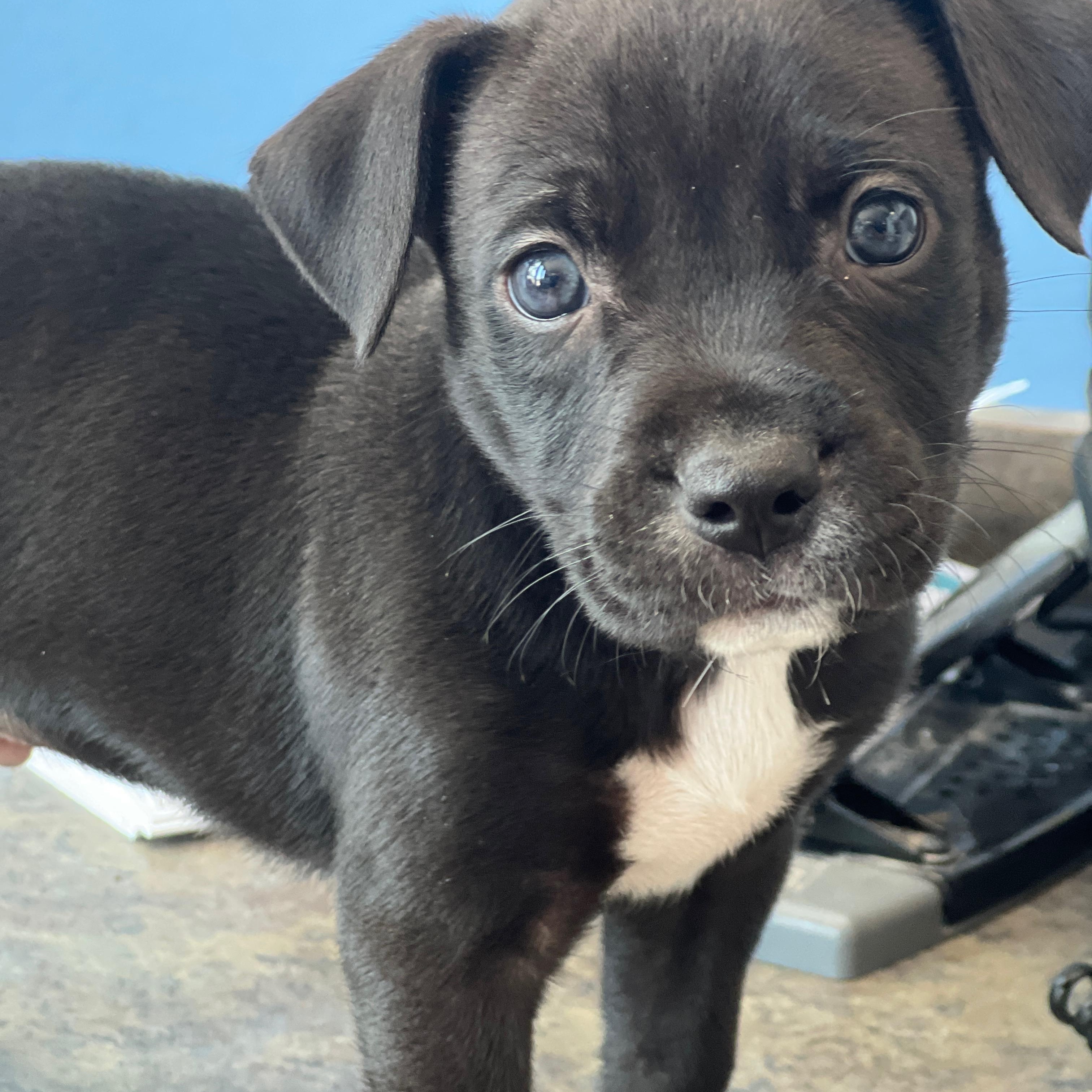 Phil, Baby Male Pit Bull Terrier