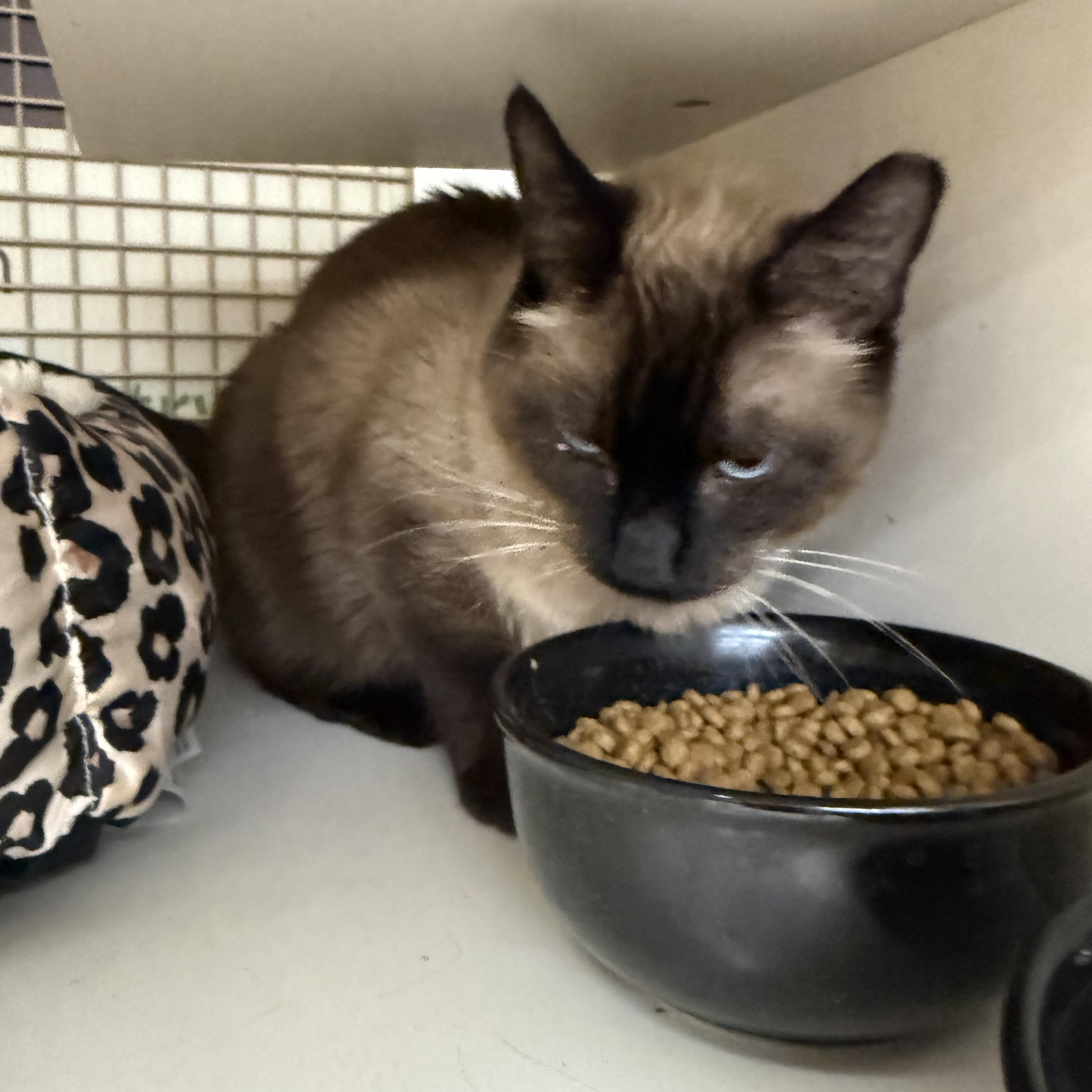 Enlarge Squeeze Treat, a Adoptable Tonkinese in Las Vegas, NV image 1/1