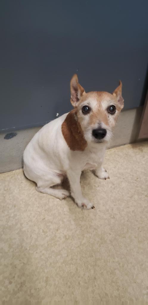 Enlarge Red, a Adopted Jack Russell Terrier in Virginia, MN image 1/2