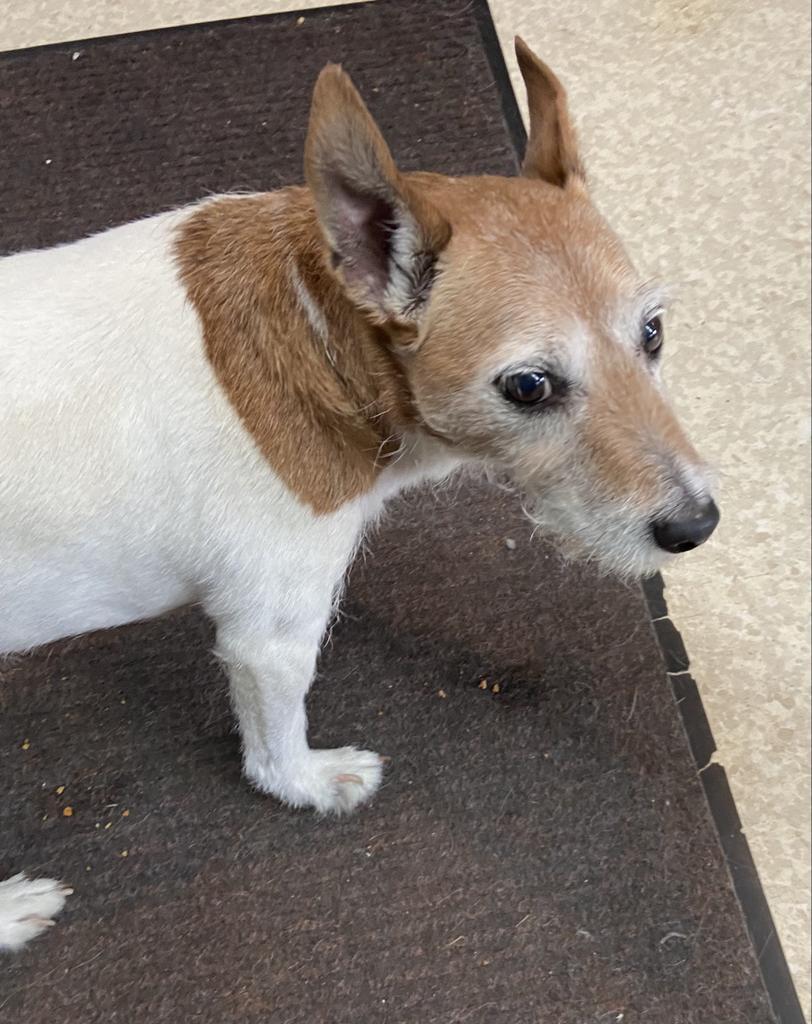 Enlarge Red, a Adopted Jack Russell Terrier in Virginia, MN image 2/2