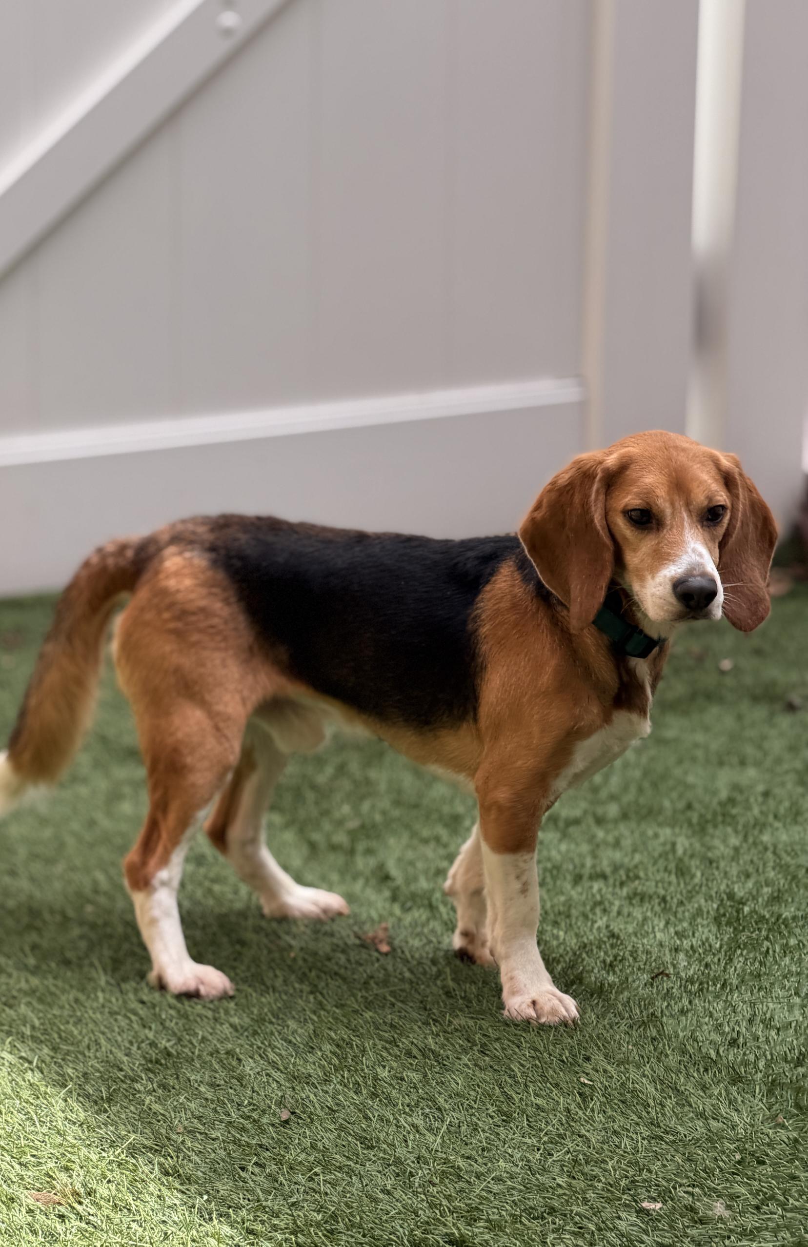 Fosters Needed for Retired Research Heroes!, Adoptable, Adult Male Beagle.