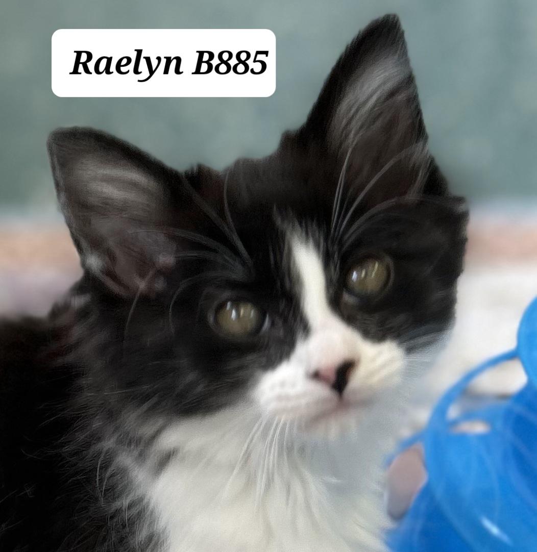 Enlarge Raelyn, a ADOPTABLE Domestic Long Hair in Morganton, NC image 1/1