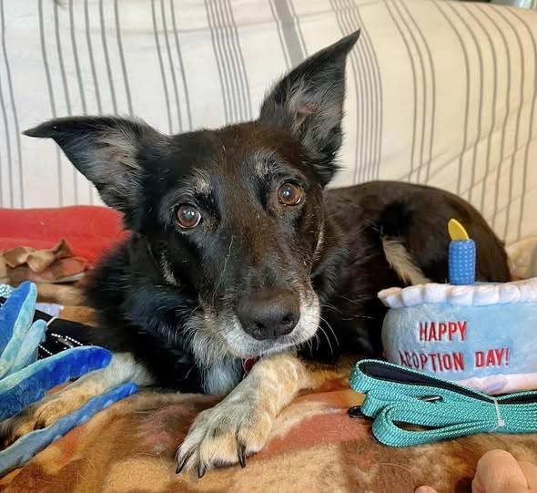 Enlarge Gunnar, an adoptable Border Collie in Minneapolis, MN image 3/6