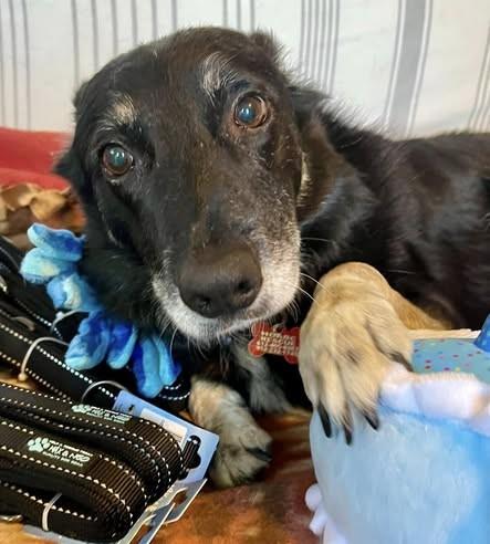 Enlarge Gunnar, an adoptable Border Collie in Minneapolis, MN image 4/6