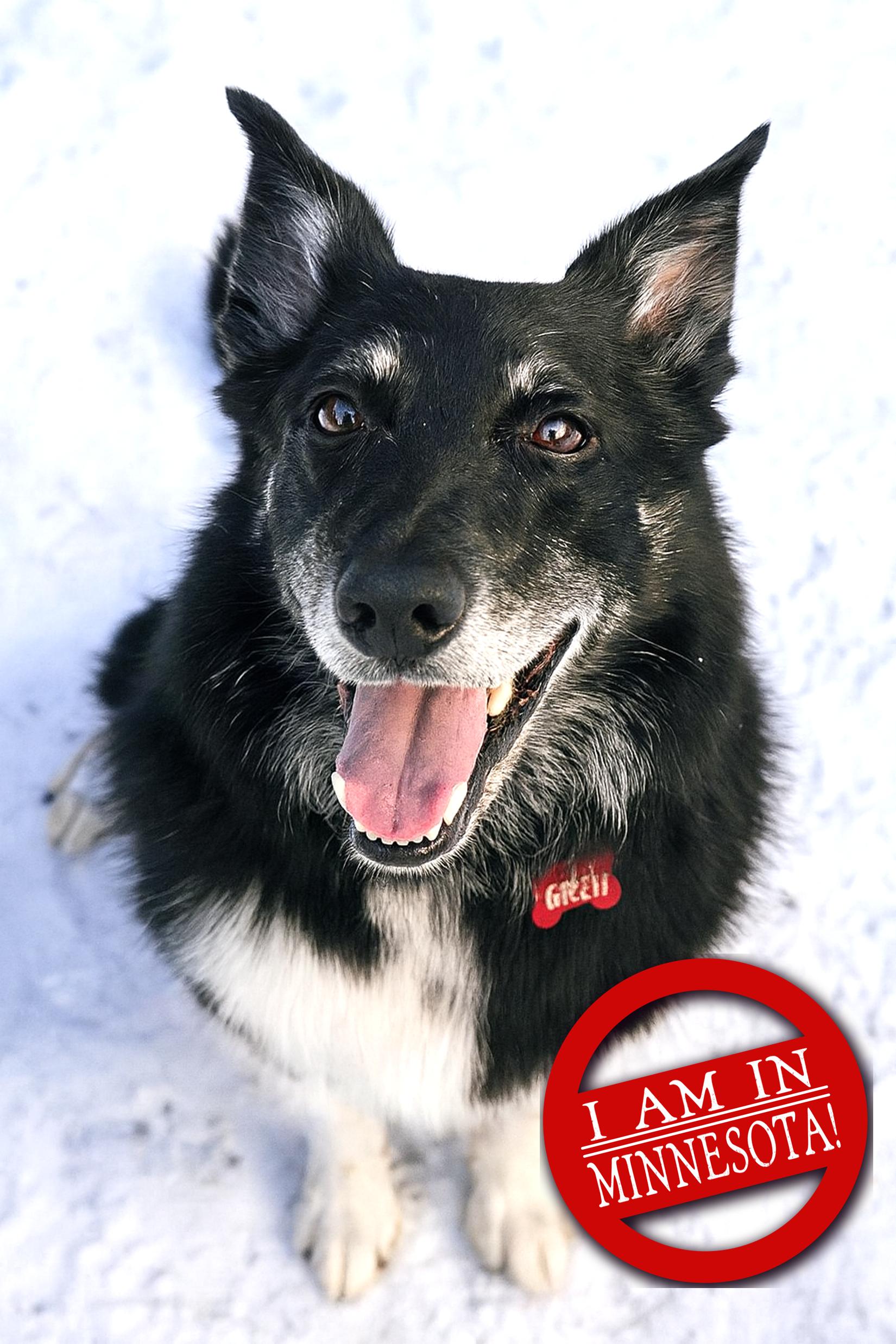 Enlarge Gunnar, an adoptable Border Collie in Minneapolis, MN image 1/6