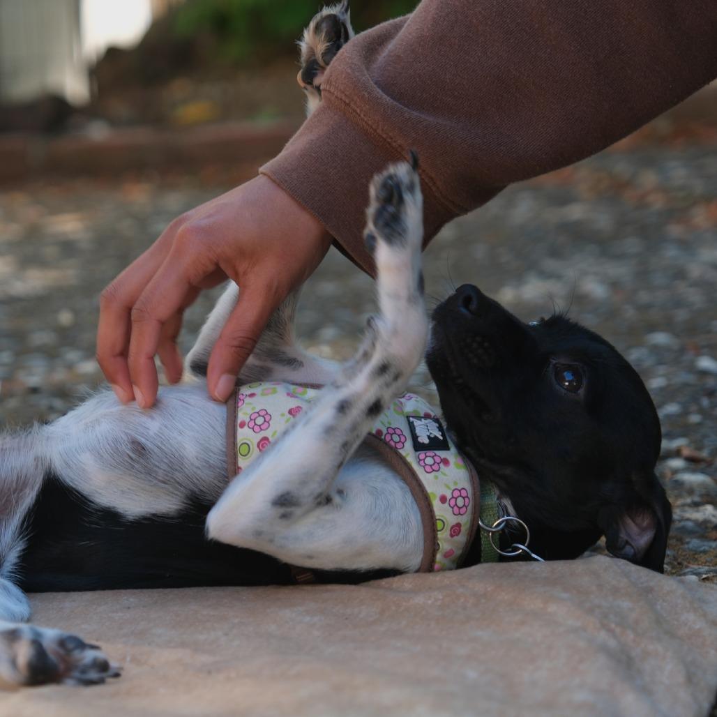 Pixel, Adoptable, Young Female Fox Terrier & Chihuahua.