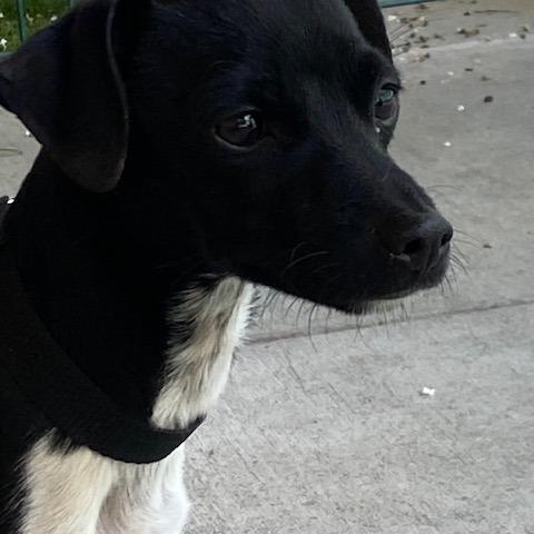 Pixel, a Adoptable mixed breed in Pacifica, CA image 2/6