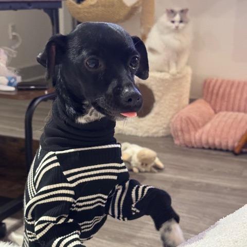 Pixel, a Adoptable mixed breed in Pacifica, CA image 3/6