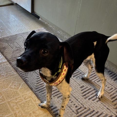 Pixel, a Adoptable mixed breed in Pacifica, CA image 3/6