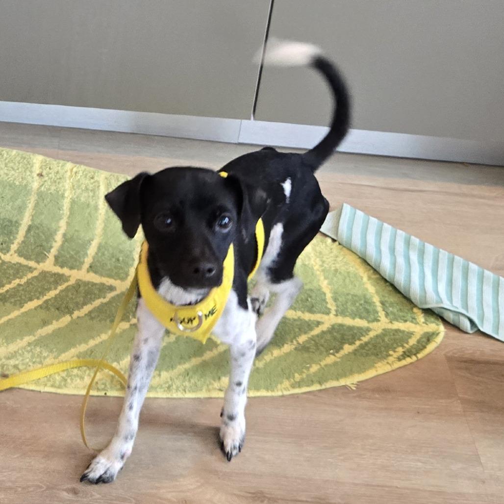 Pixel, a Adoptable mixed breed in Pacifica, CA image 4/6