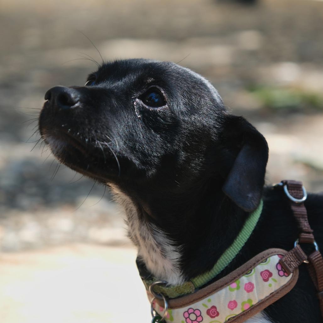 Enlarge Pixel, a Adoptable mixed breed in Pacifica, CA image 3/6