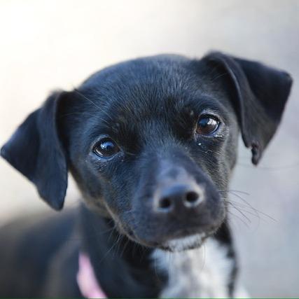 Pixel, a Adoptable mixed breed in Pacifica, CA image 5/6