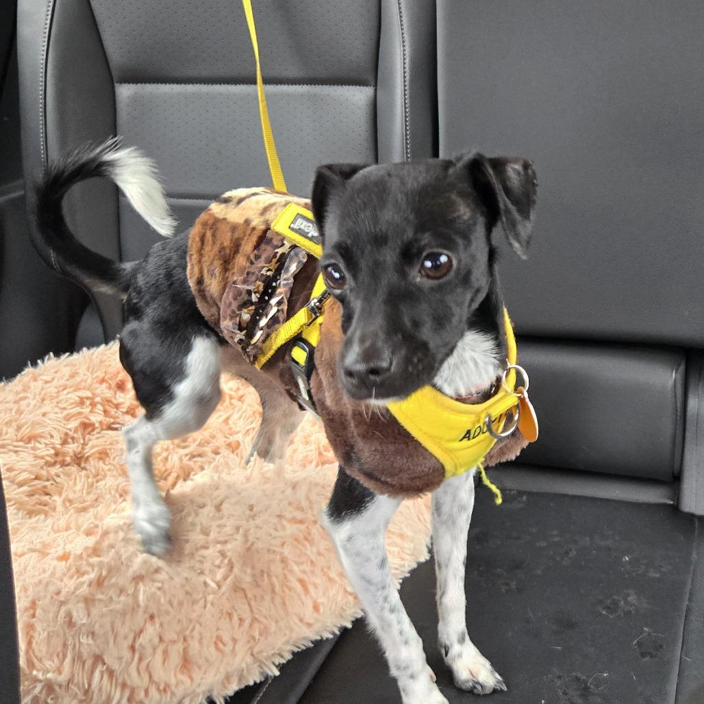 Pixel, a Adoptable mixed breed in Pacifica, CA image 5/6