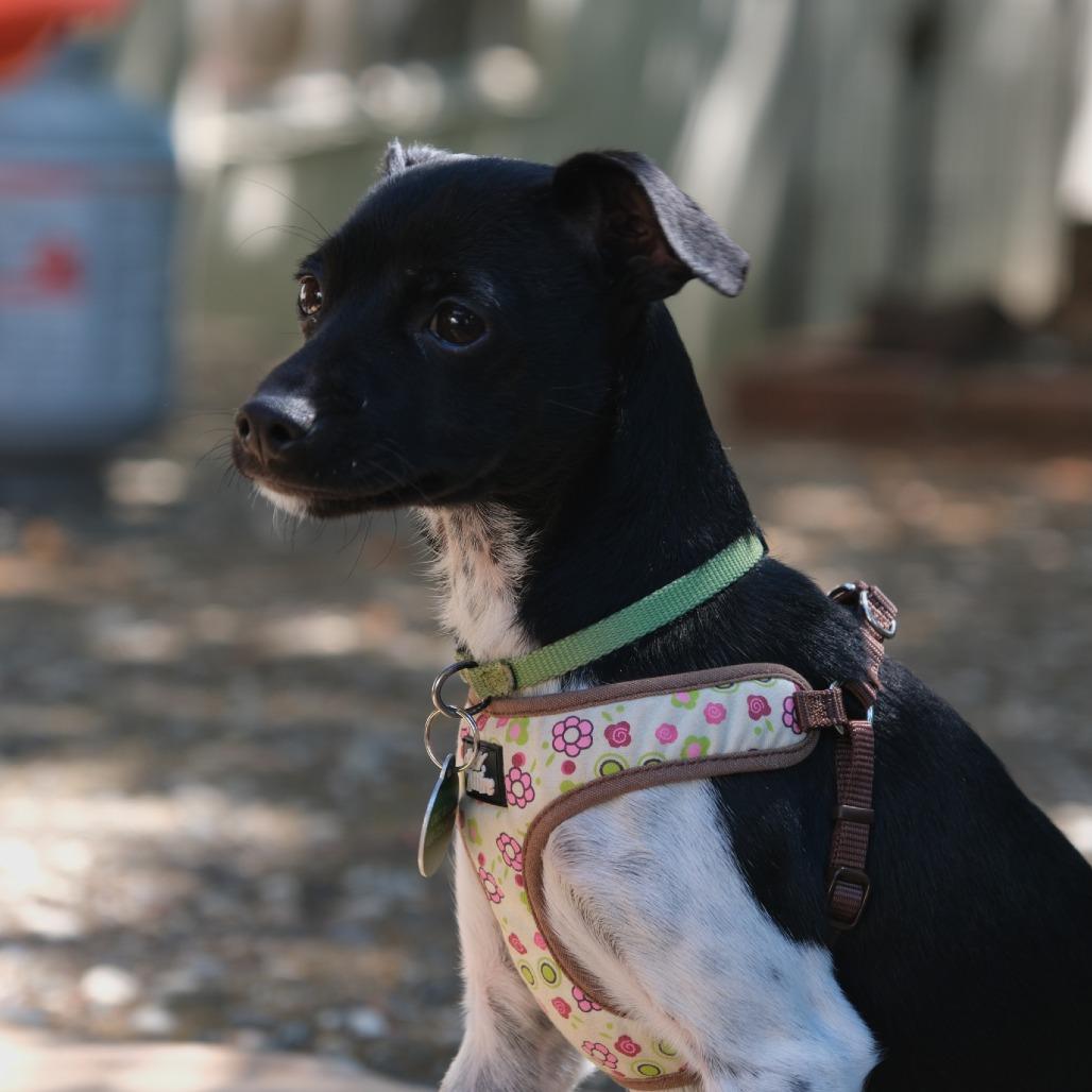 Enlarge Pixel, a Adoptable mixed breed in Pacifica, CA image 4/6