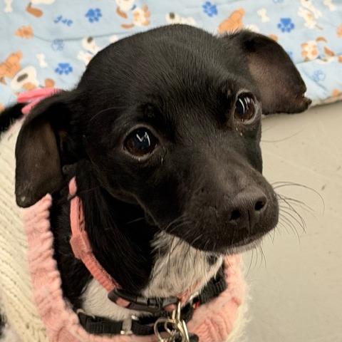 Enlarge Pixel, a Adoptable mixed breed in Pacifica, CA image 5/6