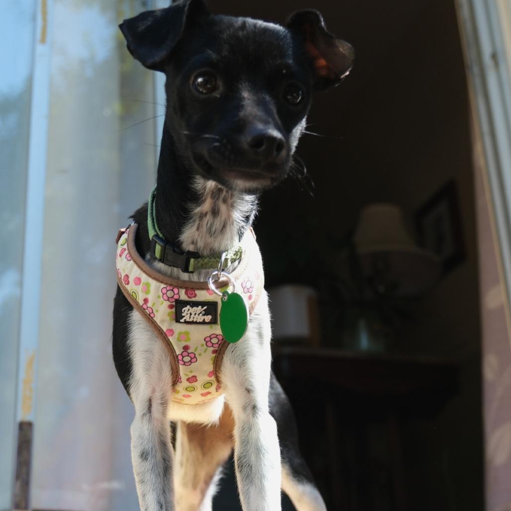 Pixel, a Adoptable mixed breed in Pacifica, CA image 6/6