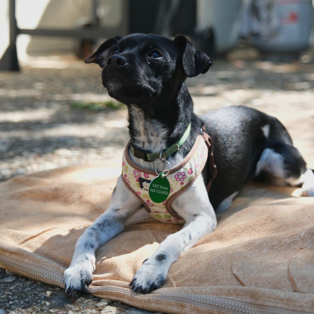 Enlarge Pixel, a Adoptable mixed breed in Pacifica, CA image 6/6