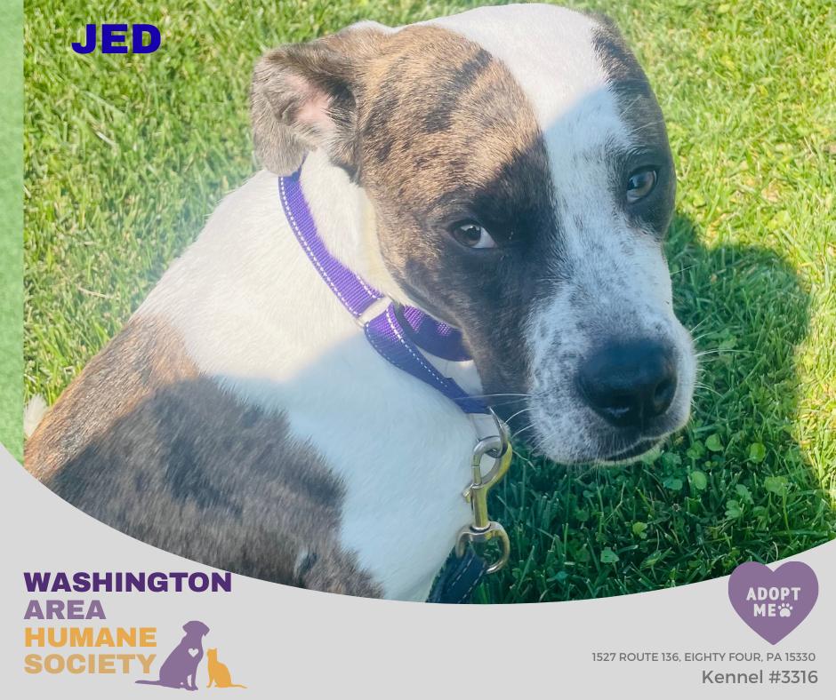 Enlarge Jed, a Adoptable mixed breed in Eighty Four, PA image 1/1