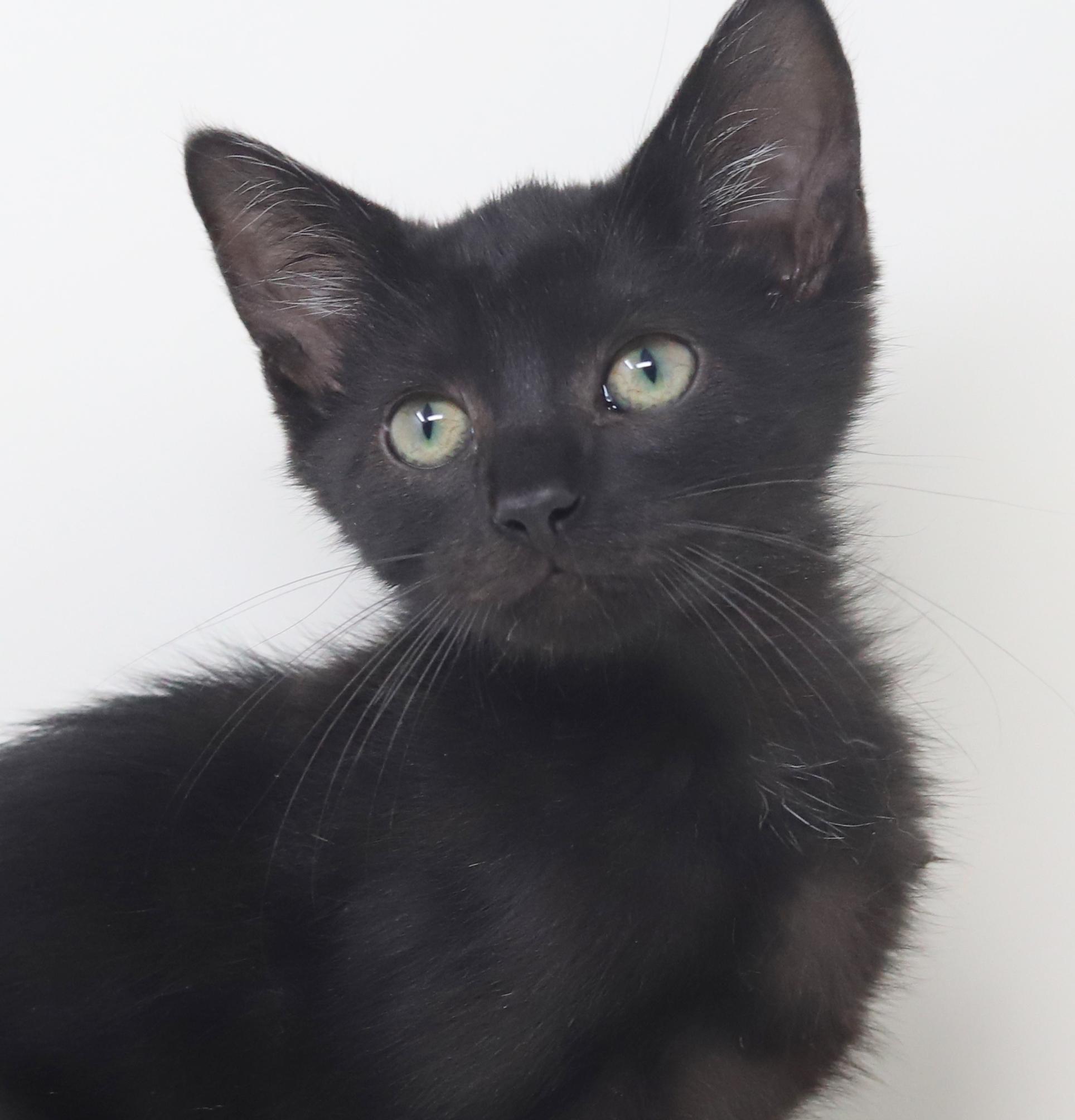 Dylan is a doll boy!  Epic name for an epic licorice boy! Bombay Cat