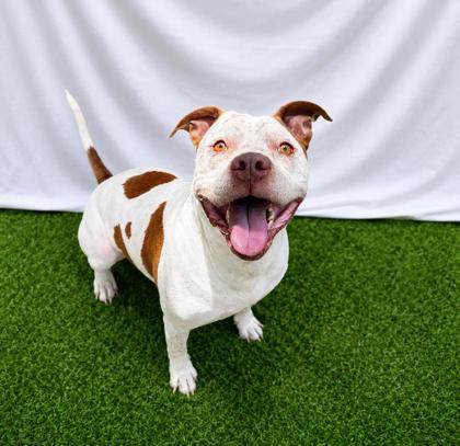 Butch, Adoptable, Adult Male Mixed Breed & Mixed Breed.