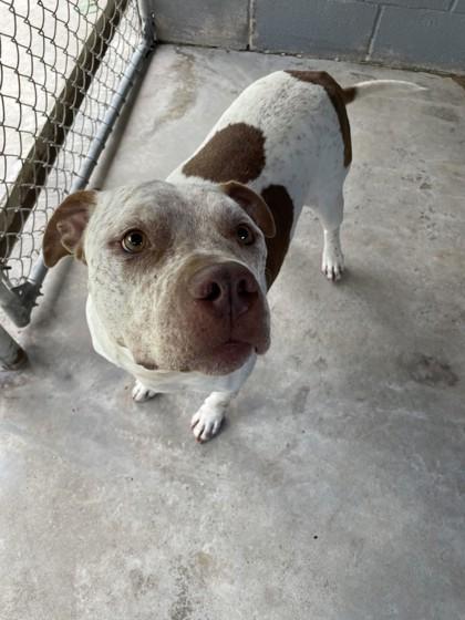 Enlarge Butch, a Adoptable mixed breed in Covington, LA image 2/3