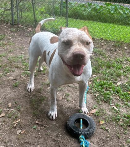 Enlarge Butch, a Adoptable mixed breed in Covington, LA image 3/3