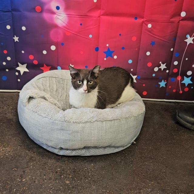 A010750, Adoptable, Young Male Domestic Short Hair.
