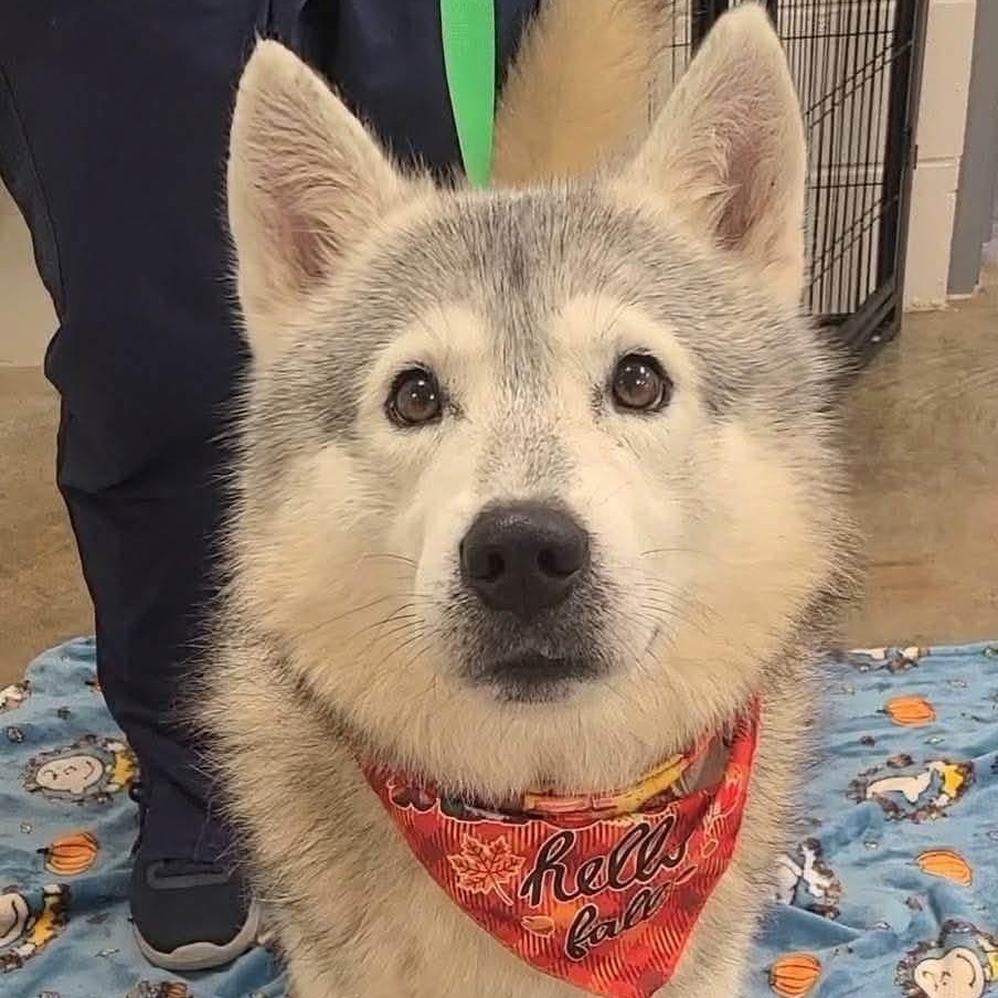 Enlarge Shadow, a Adopted mixed breed in Williston, VT image 5/5
