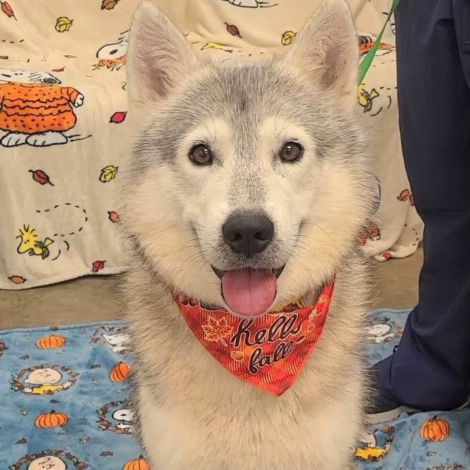 Enlarge Shadow, a Adopted mixed breed in Williston, VT image 3/5