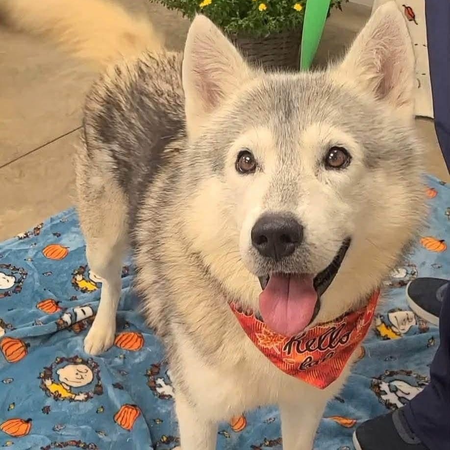 Shadow, Adoptable, Young Male Siberian Husky.
