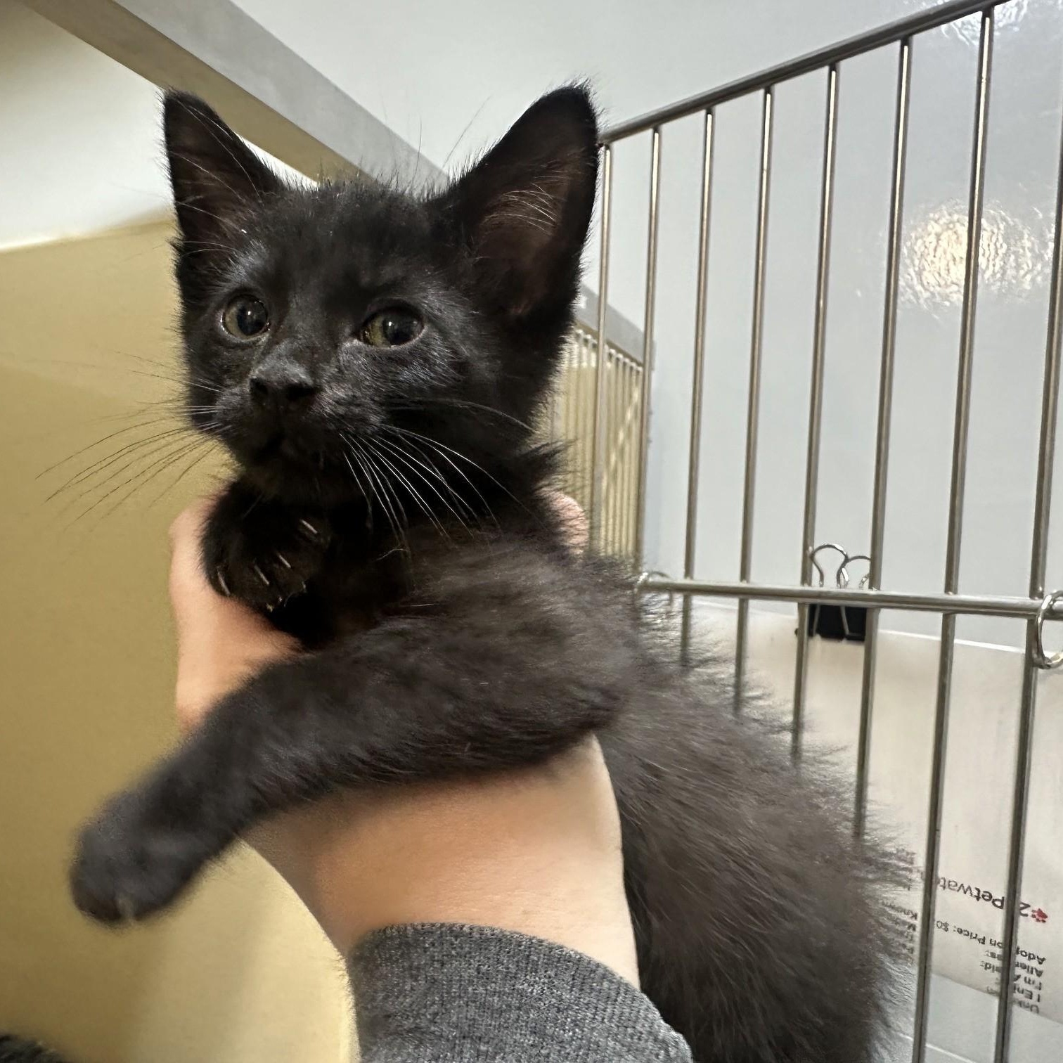 Banana, Adoptable, Kitten Female Domestic Short Hair.