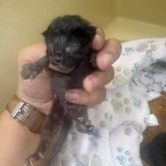 Enlarge Banana, a Adoptable Domestic Short Hair in Converse, TX image 2/2