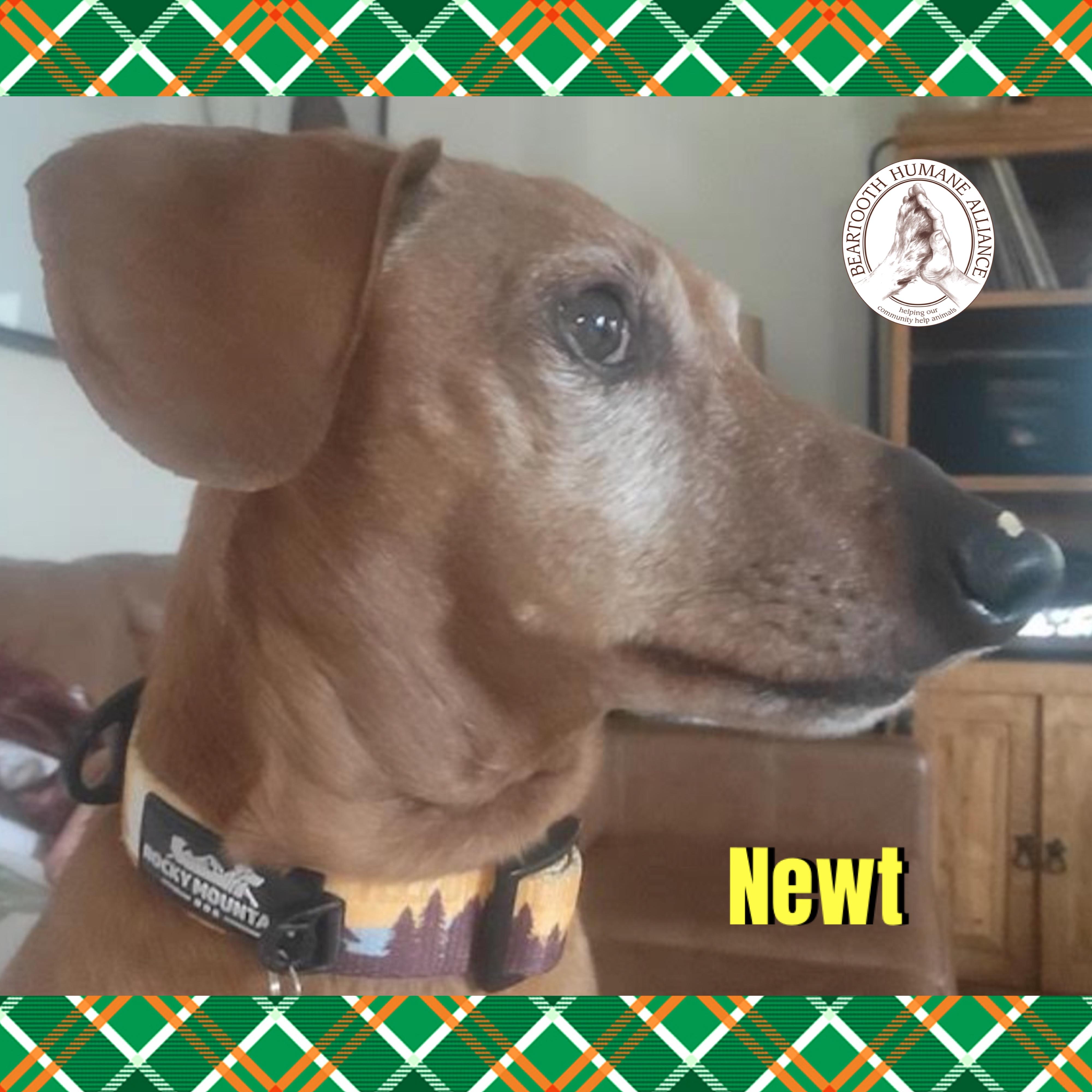 Enlarge Newt, an adopted Dachshund in Red Lodge, MT image 4/4