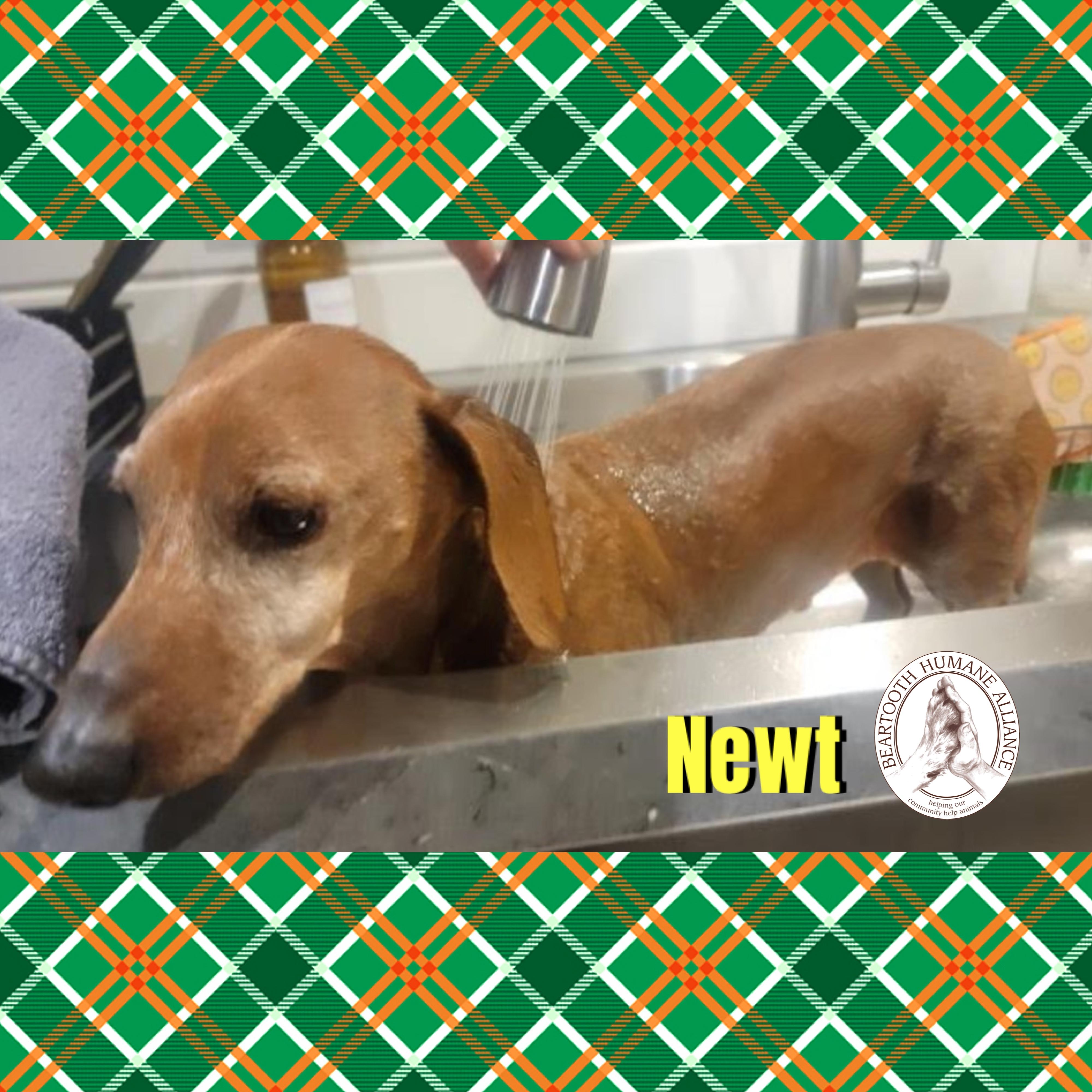 Enlarge Newt, an adopted Dachshund in Red Lodge, MT image 2/4