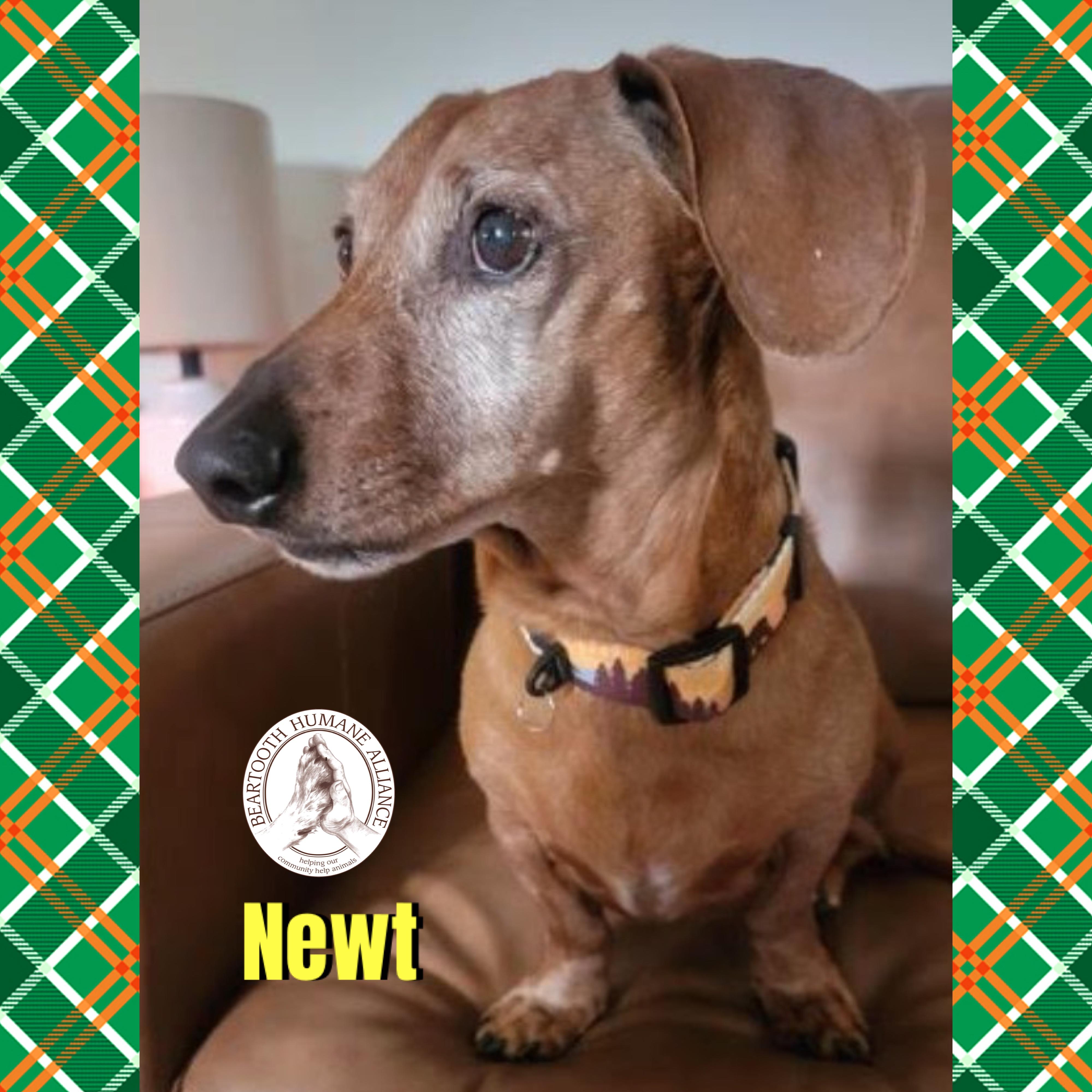 Newt, adopted, Adult Male Dachshund.