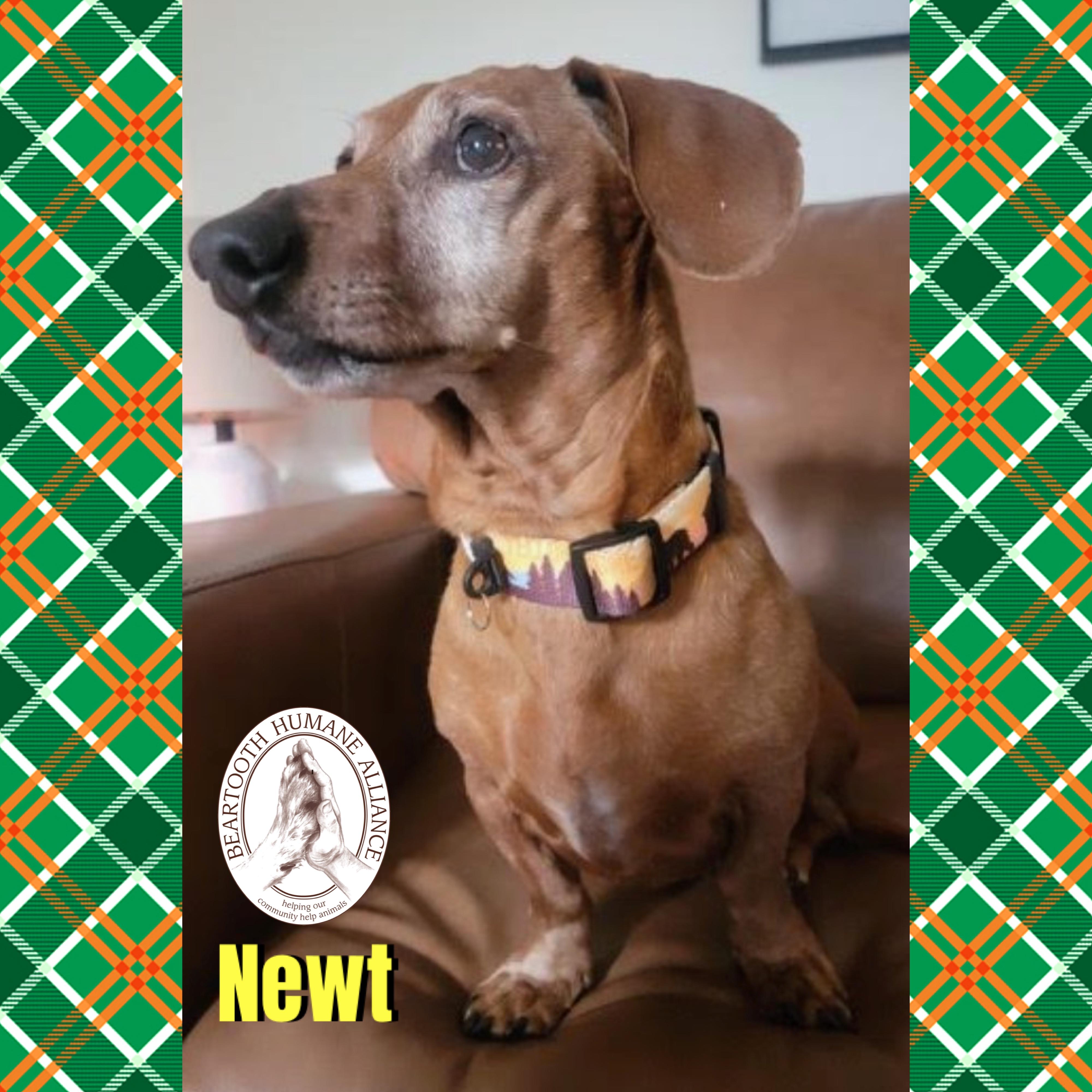 Enlarge Newt, an adopted Dachshund in Red Lodge, MT image 3/4