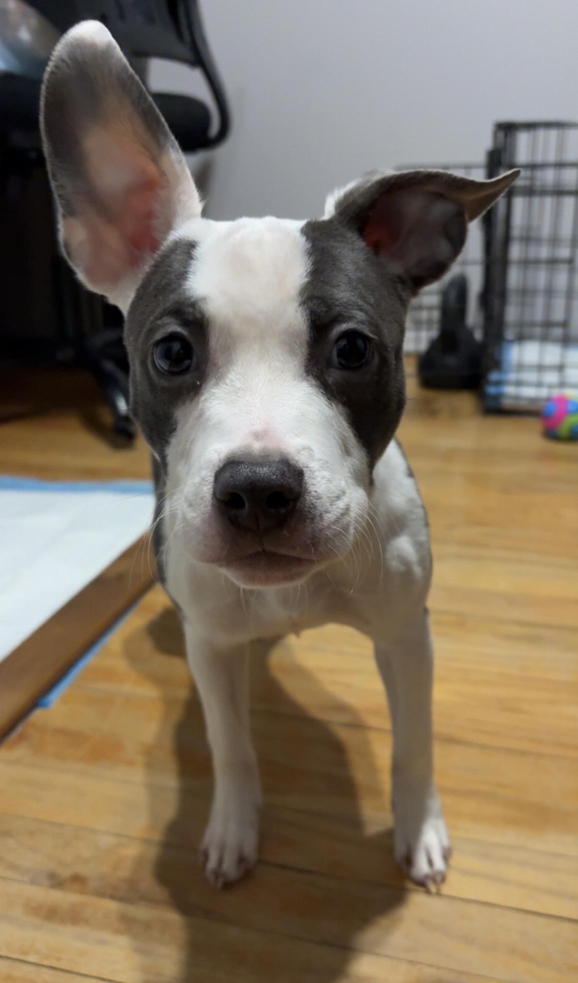 Coney , ADOPTABLE, Puppy Female Pit Bull Terrier.