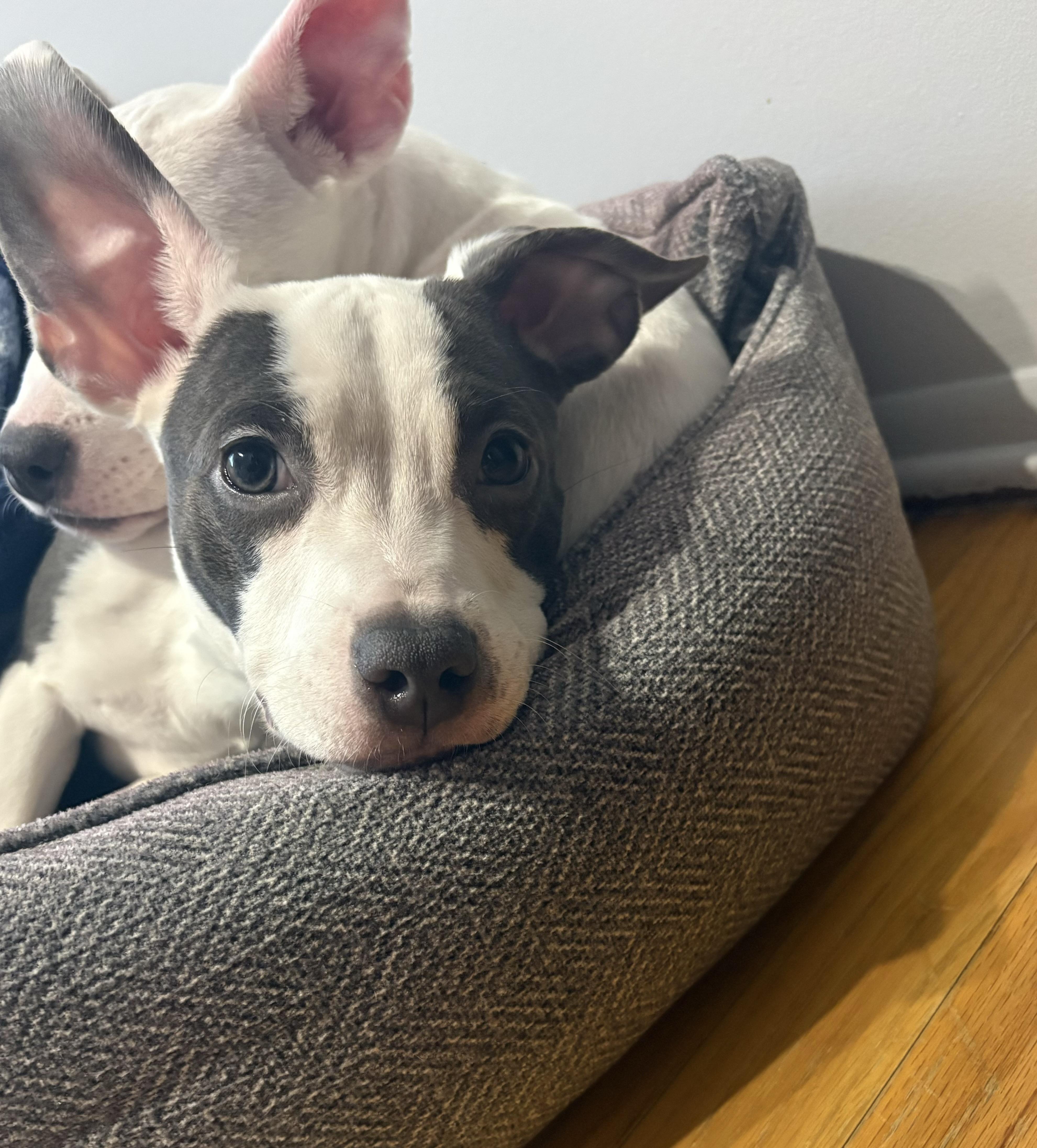 Coney , ADOPTABLE, Puppy Female Pit Bull Terrier.