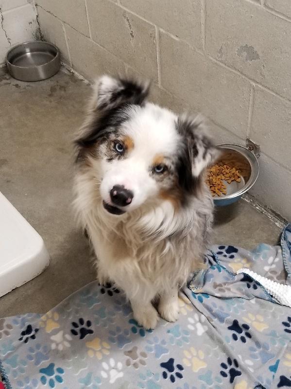 Enlarge QUIGLEY, a Adoptable Australian Shepherd in Carmel, IN image 1/1