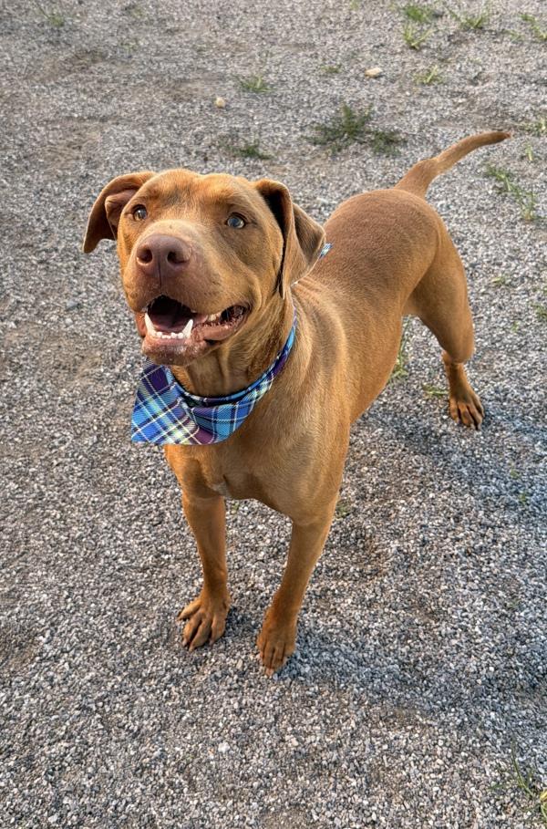 Redd, Adoptable, Young Male American Staffordshire Terrier.
