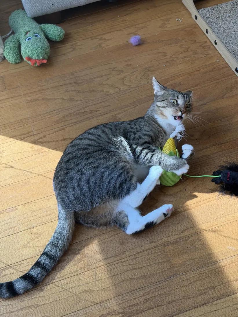 Enlarge Nube, a Adoptable Domestic Short Hair in Weehawken, NJ image 5/6