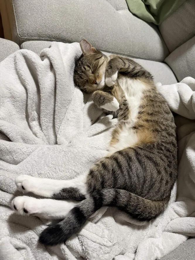 Enlarge Nube, a Adoptable Domestic Short Hair in Weehawken, NJ image 6/6