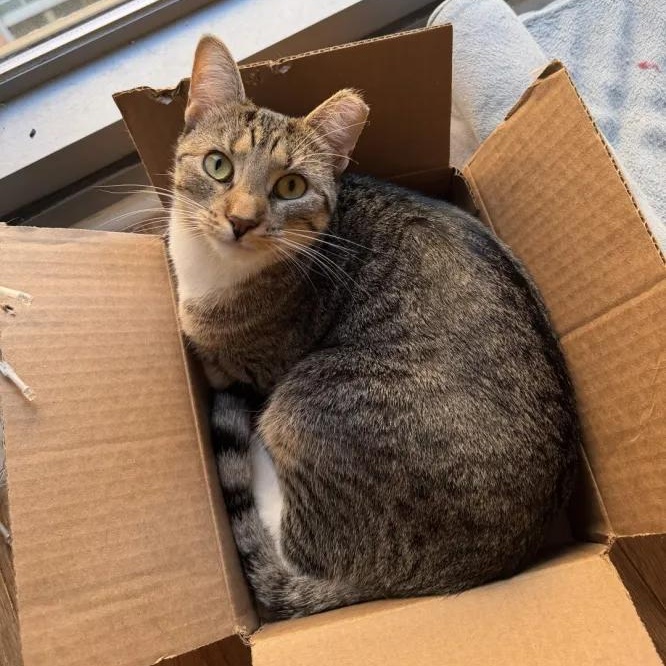 Enlarge Nube, a Adoptable Domestic Short Hair in Weehawken, NJ image 1/6