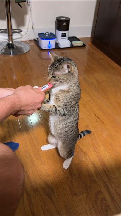 Enlarge Nube, a Adoptable Domestic Short Hair in Weehawken, NJ video 4/6