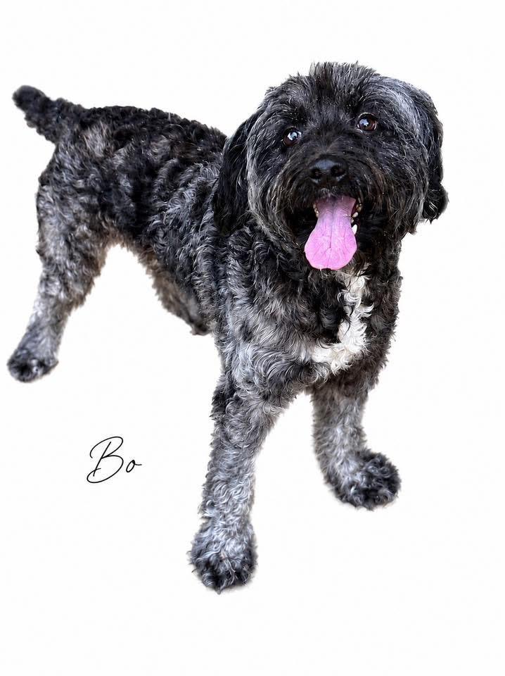 Bo, an adopted mixed breed in SYLVANIA, GA image 2/4