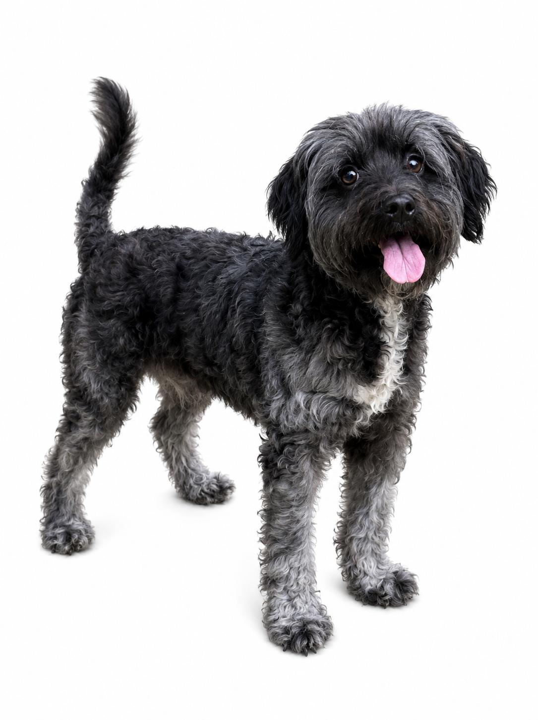 Bo, an adopted mixed breed in SYLVANIA, GA image 4/4