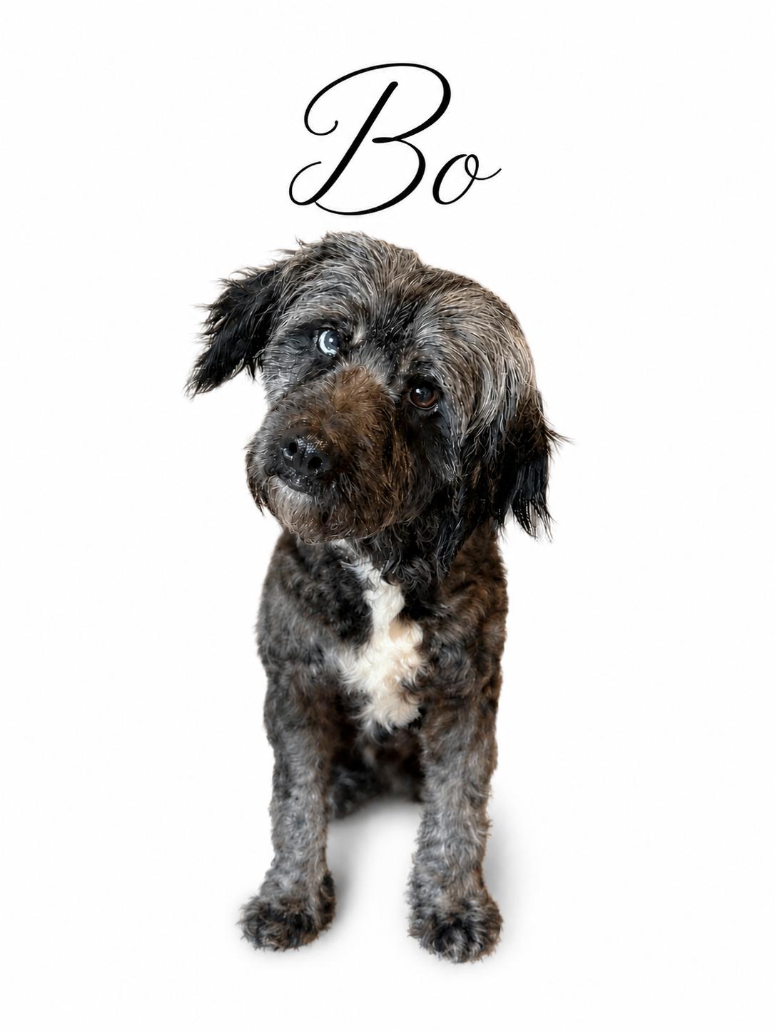 Bo, adopted, Adult Male Aussiedoodle.