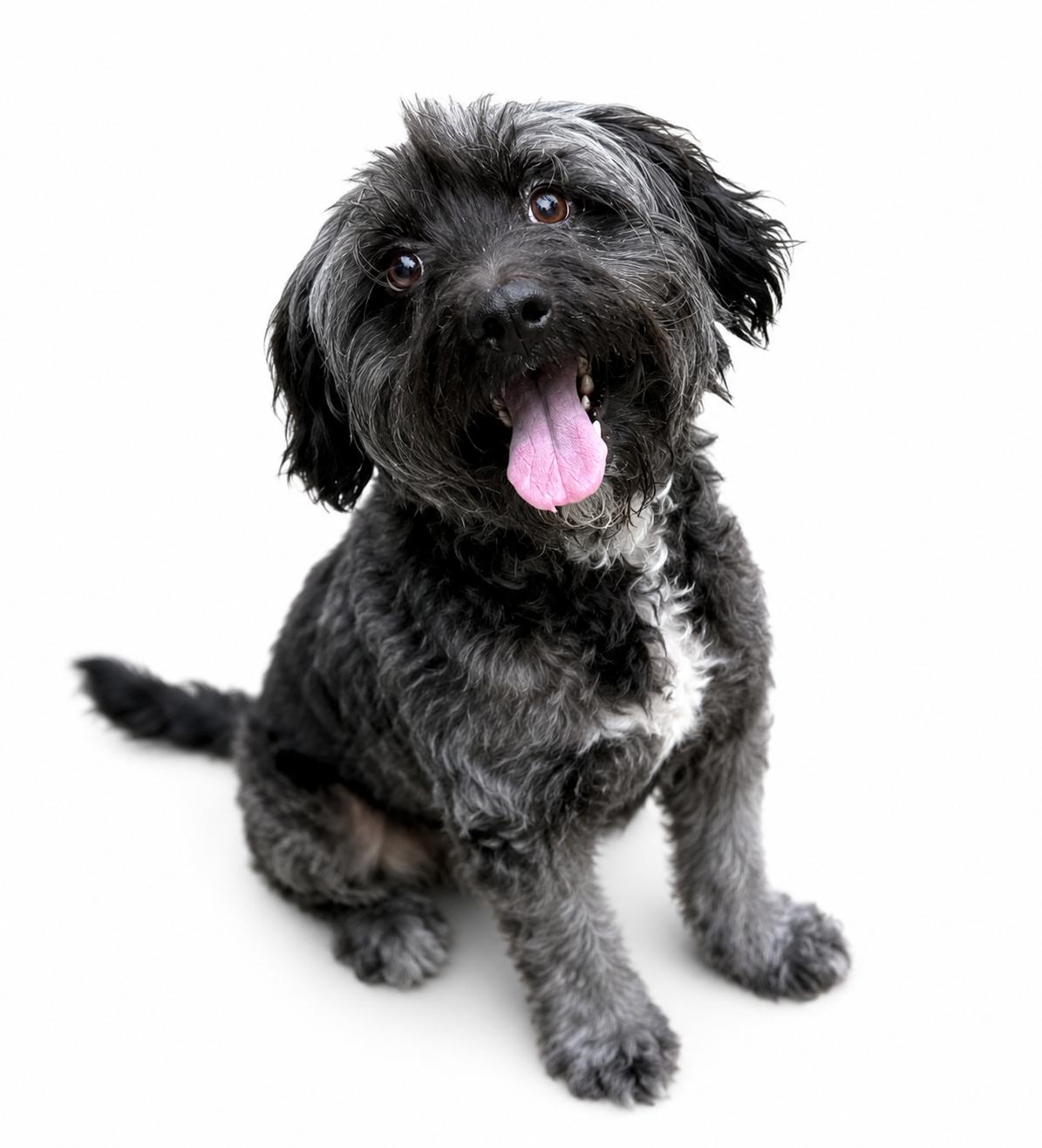 Bo, an adopted mixed breed in SYLVANIA, GA image 3/4