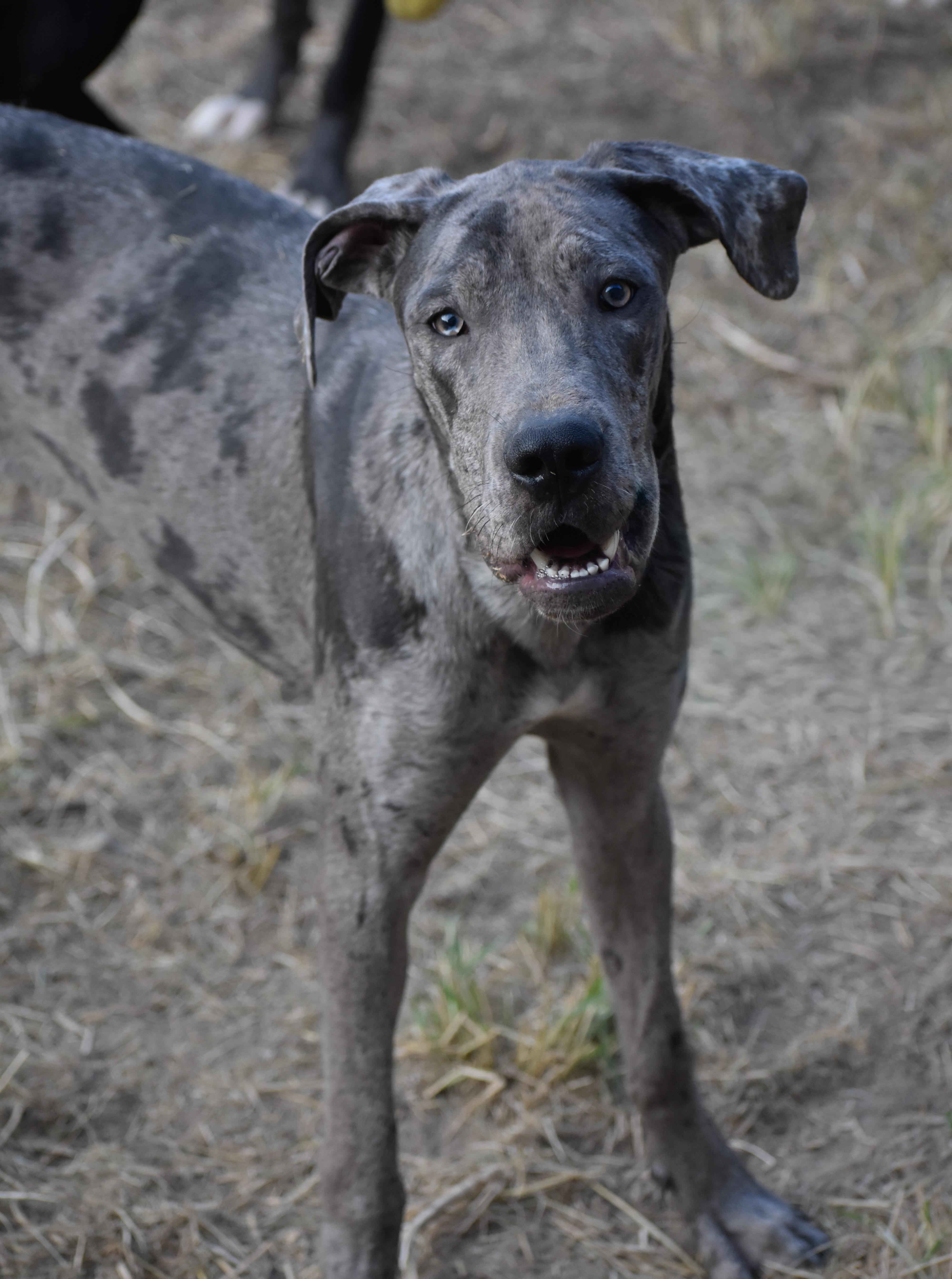 Blue, a Adoptable Great Dane in Indianapolis, IN image 3/5