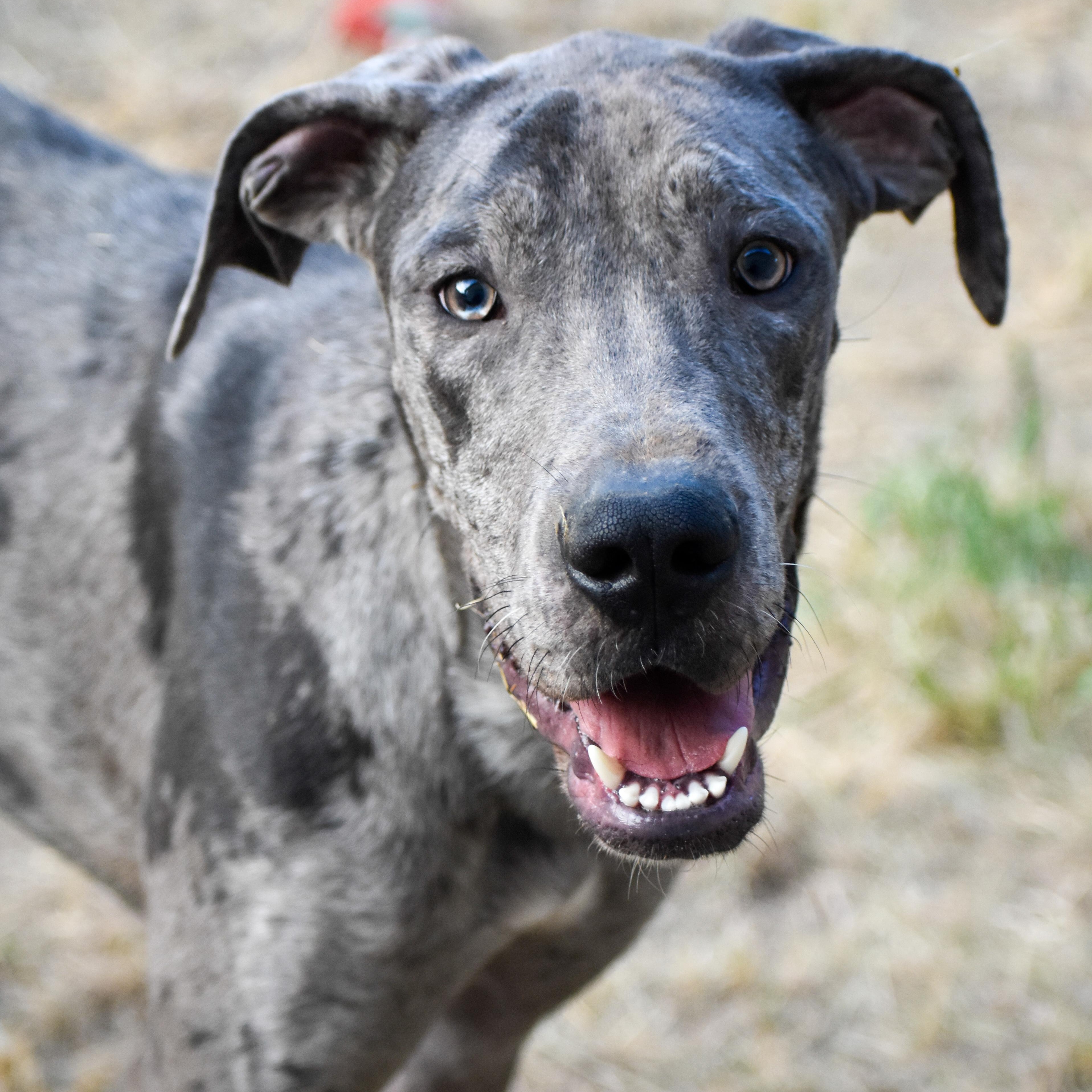 Blue, a Adoptable Great Dane in Indianapolis, IN image 2/5